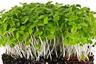 Microgreens